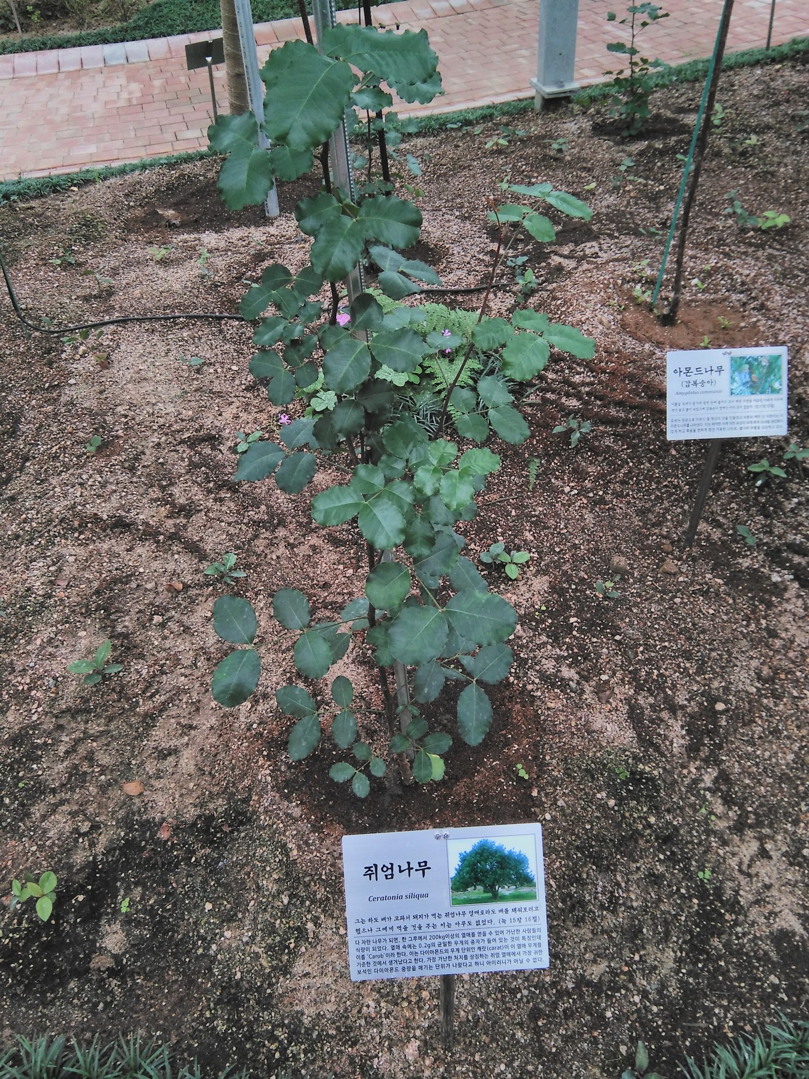 쥐엄나무 — 눅 15:16