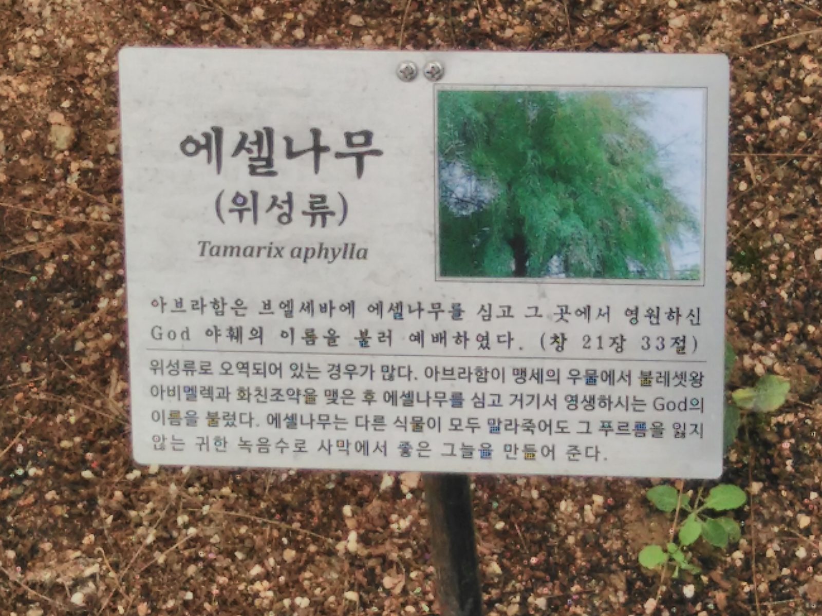 에셀나무(위성류) — 창 21:33