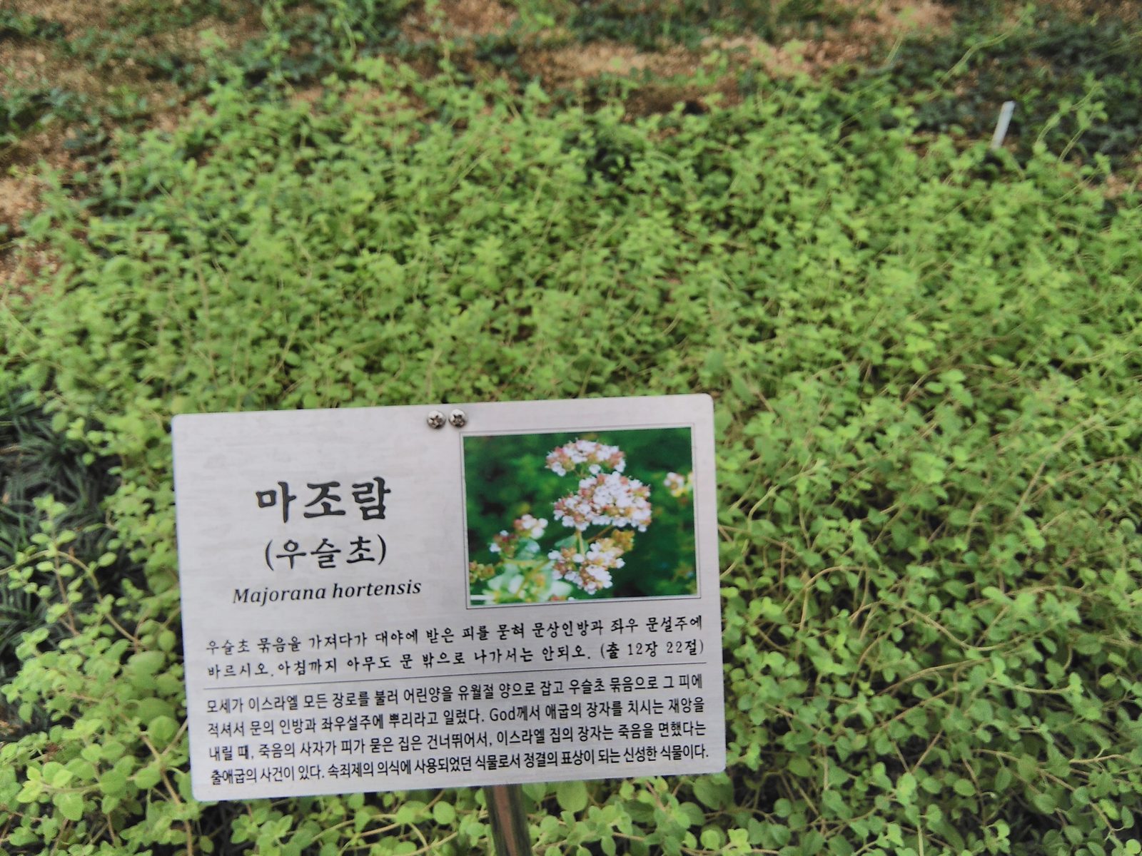 마조람(우슬초) — 출 12:22